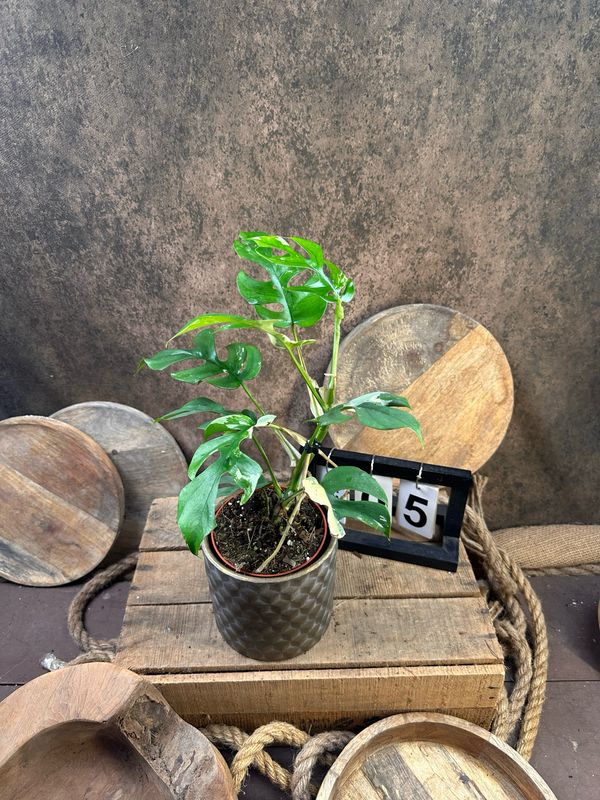 Monstera Minima Albo Variegata - Rhaphidophora tetrasperma #5