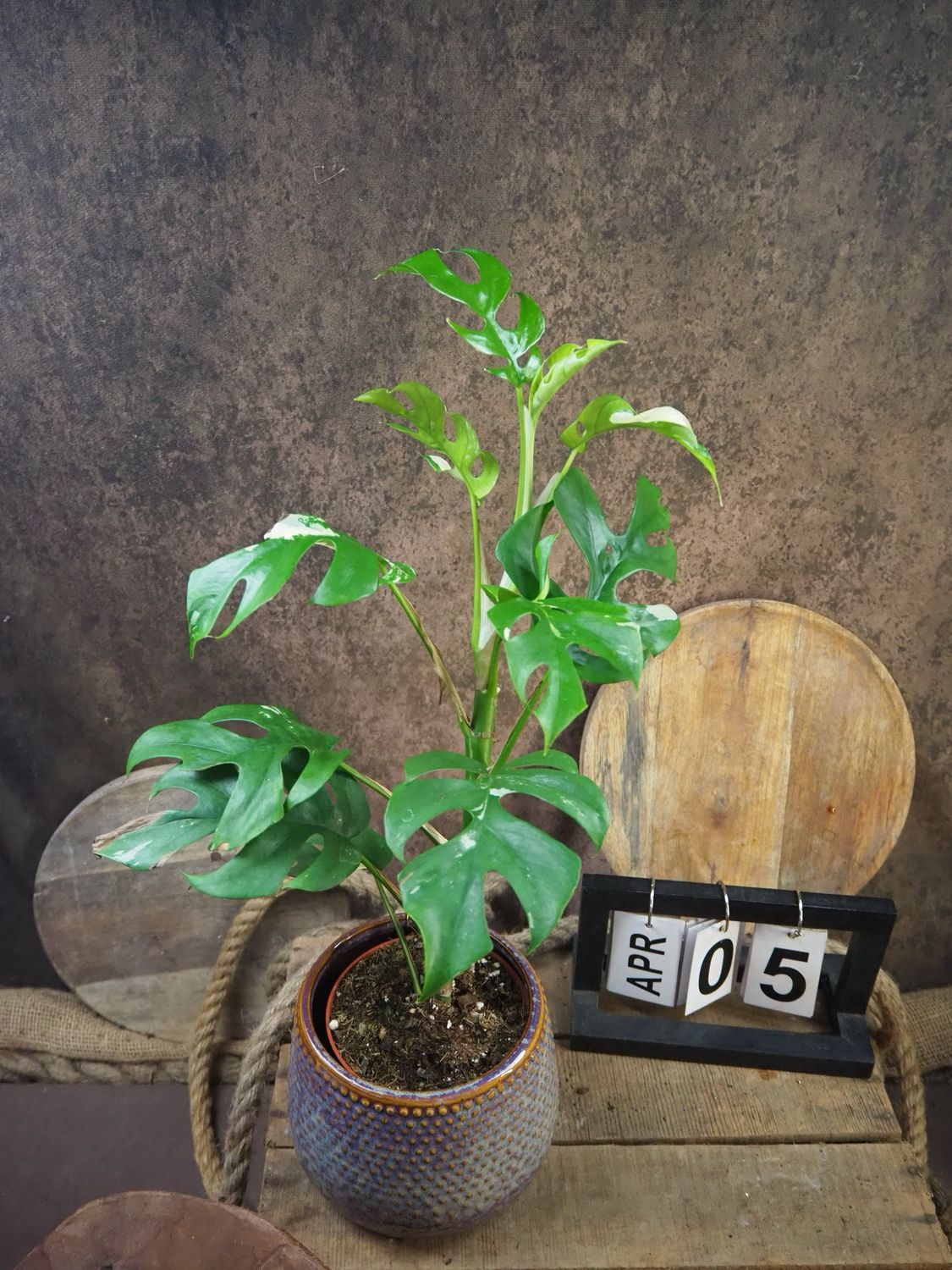 Monstera Minima Albo Variegata - Rhaphidophora tetrasperma #5