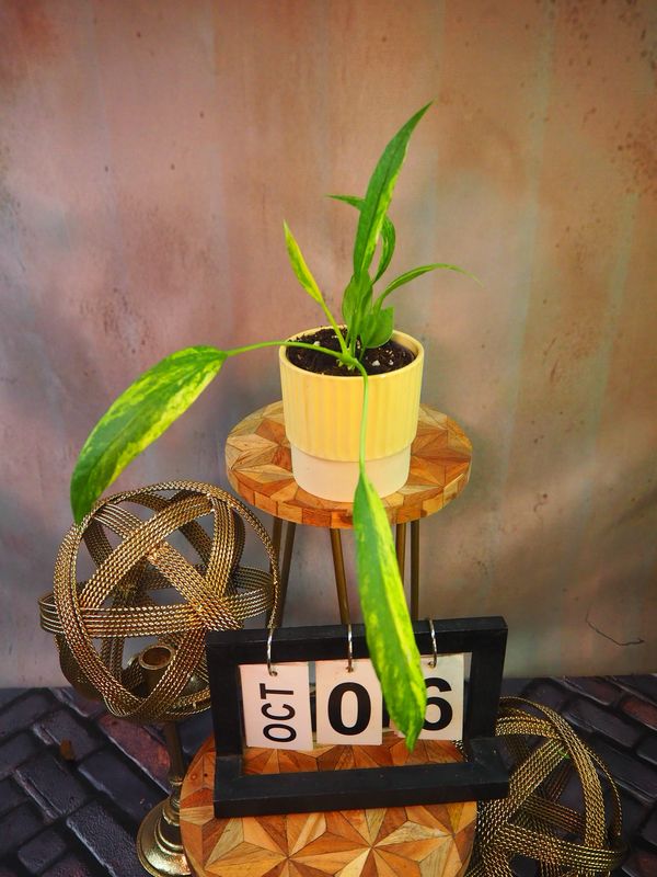 Anthurium vittarifolium Variegata #6