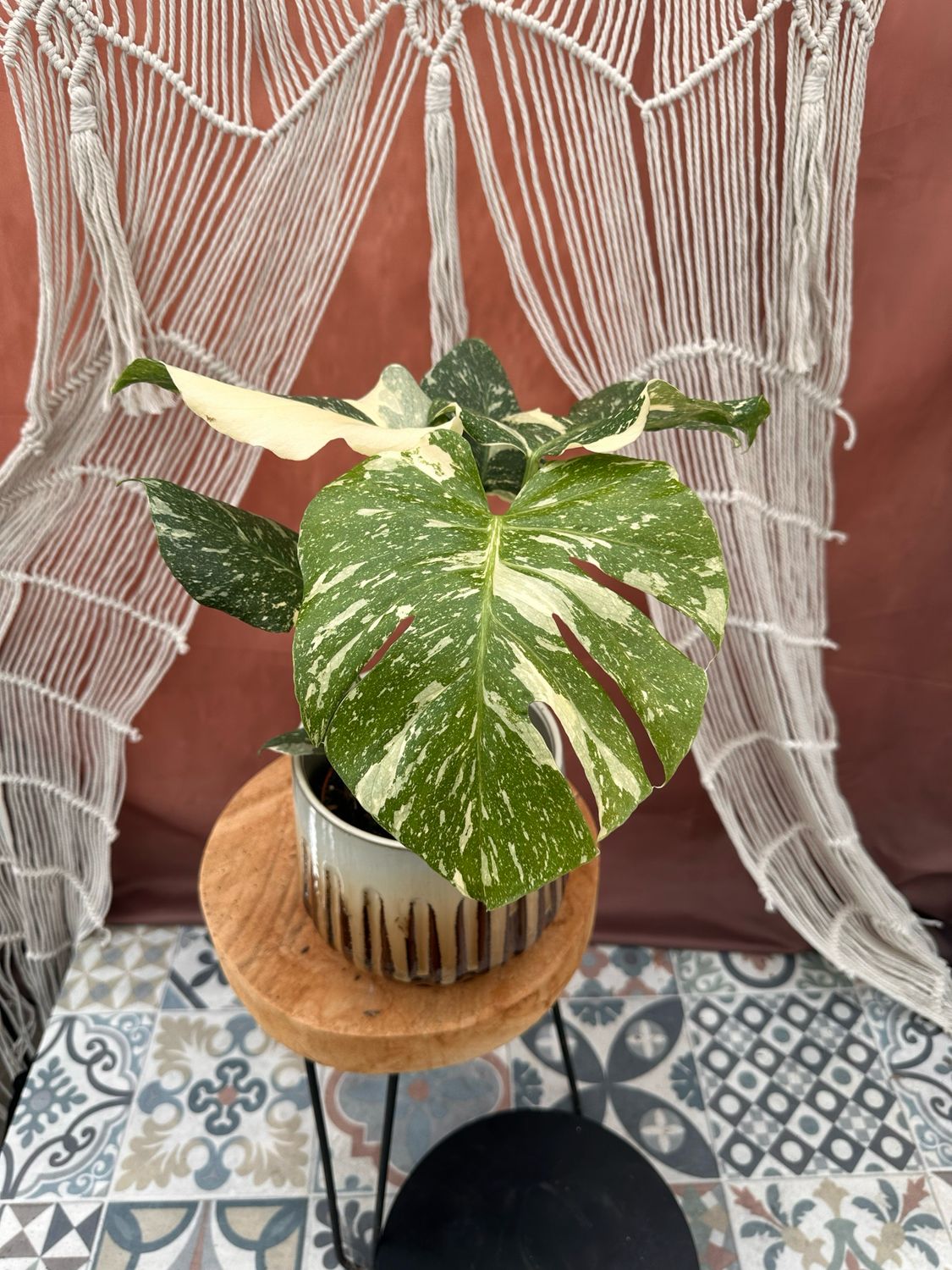 Monstera „Creme Brulee“ #4