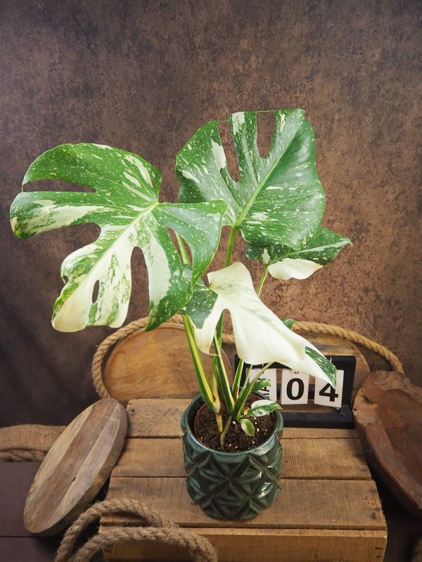 Monstera „Creme Brulee“ #4