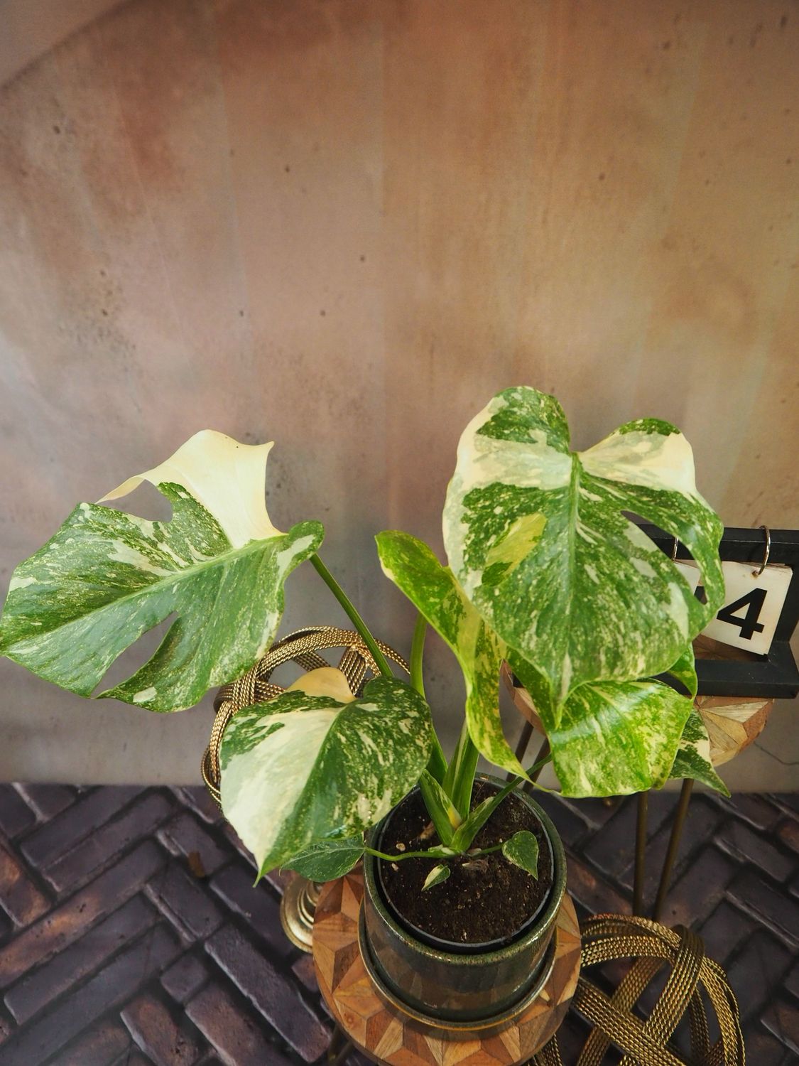 Monstera „Creme Brulee“ #4