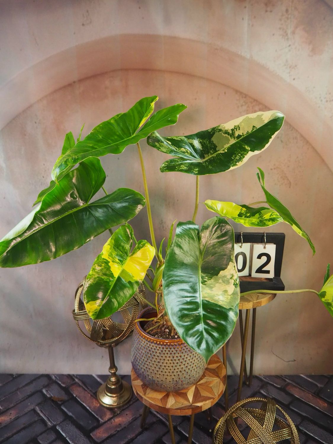 Philodendron Burle Marx Variegata XL #2 Philodendron Burle Marx Variegata XL #2