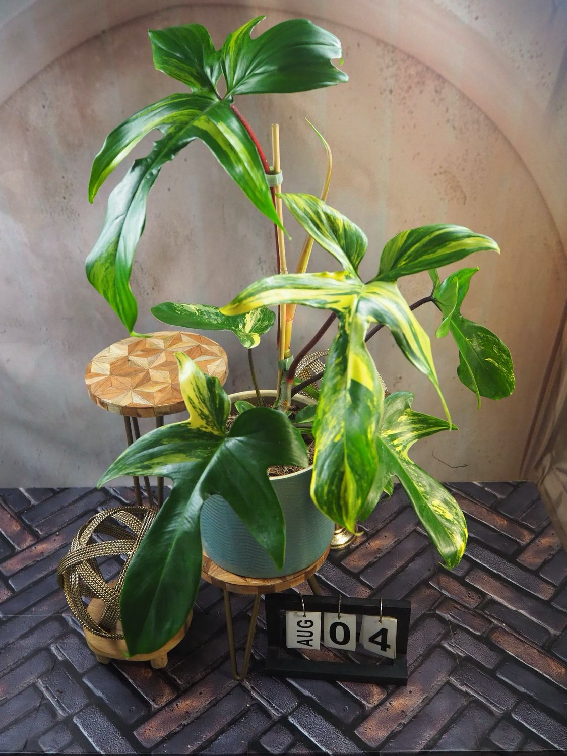 Philodendron Florida Beauty #4