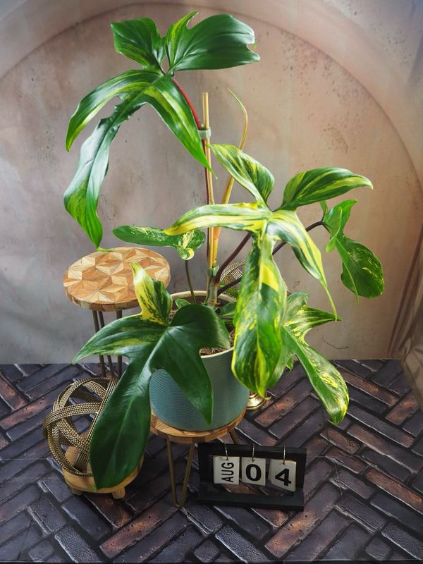 Philodendron Florida Beauty #4