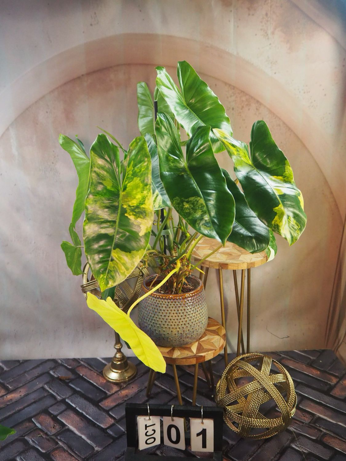 Philodendron Burle Marx Variegata XL #1 Philodendron Burle Marx Variegata XL #1