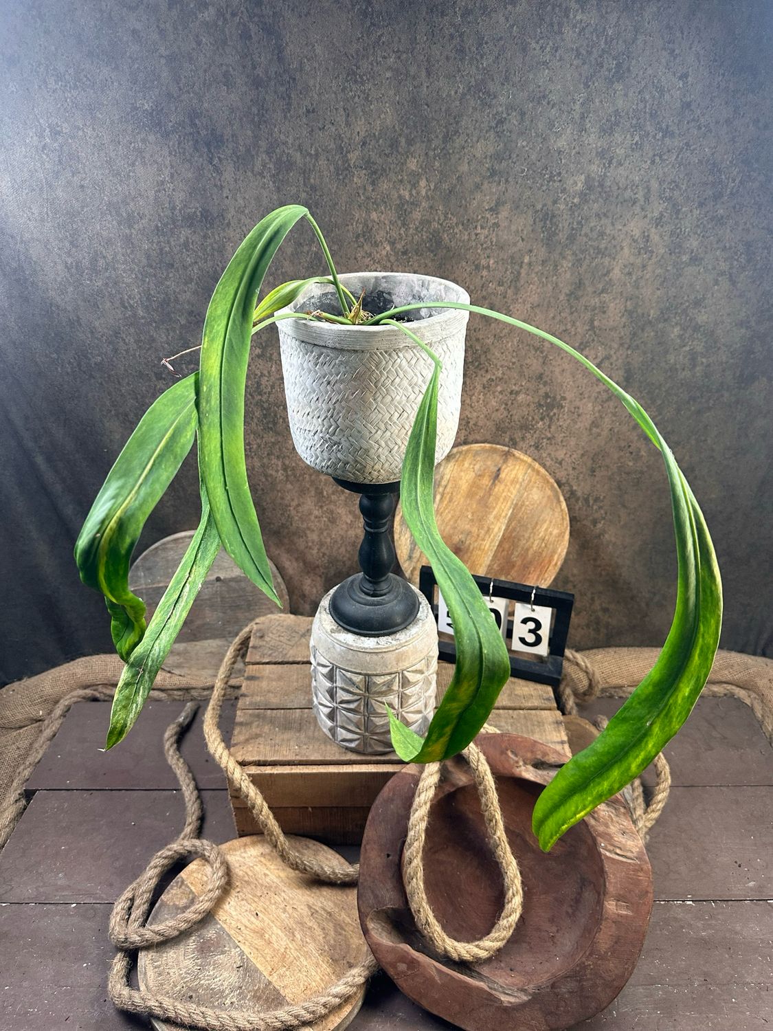 Anthurium vittarifolium Variegata #3