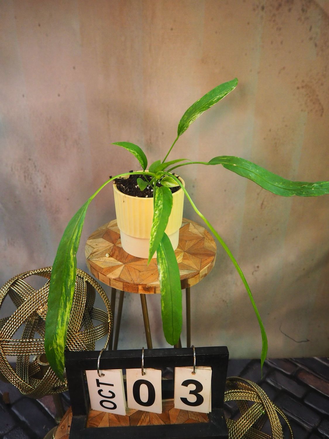 Anthurium vittarifolium Variegata #3 Anthurium vittarifolium Variegata #3