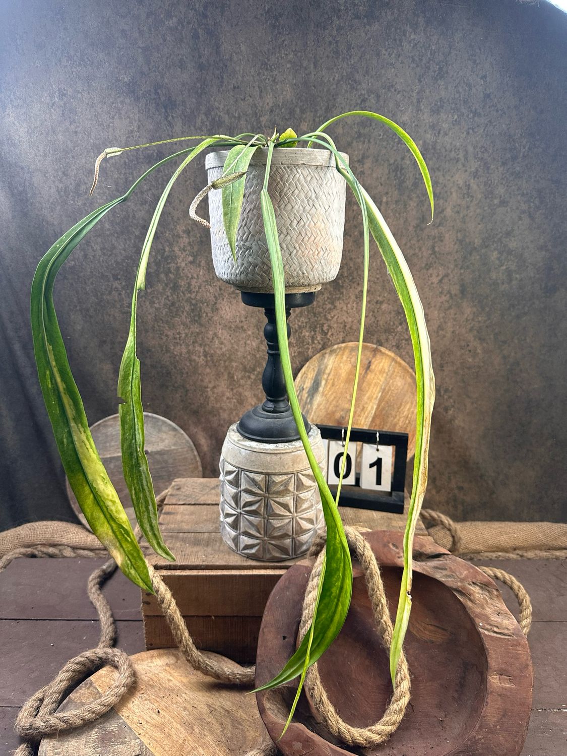 Anthurium vittarifolium Variegata #1
