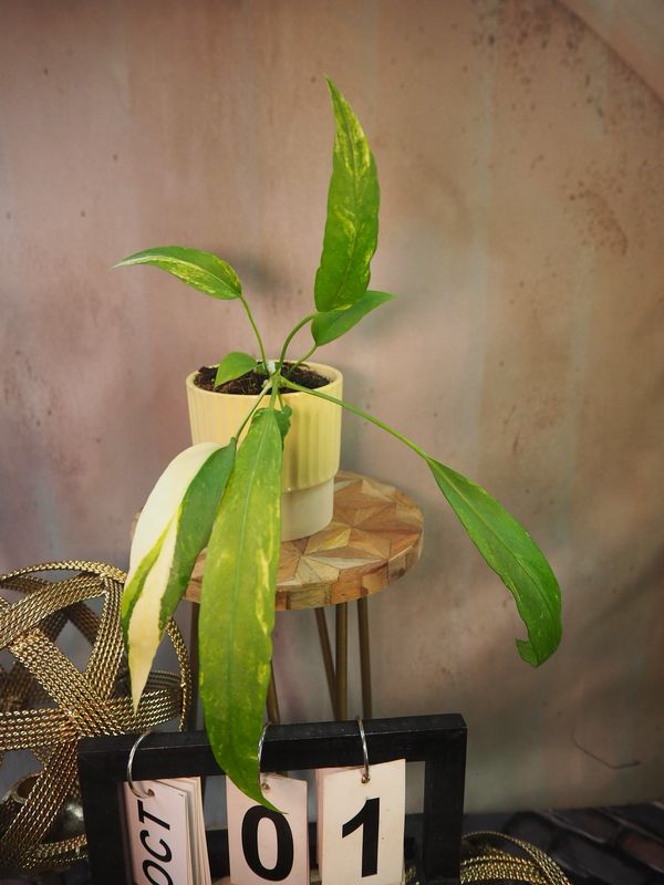 Anthurium vittarifolium Variegata #1