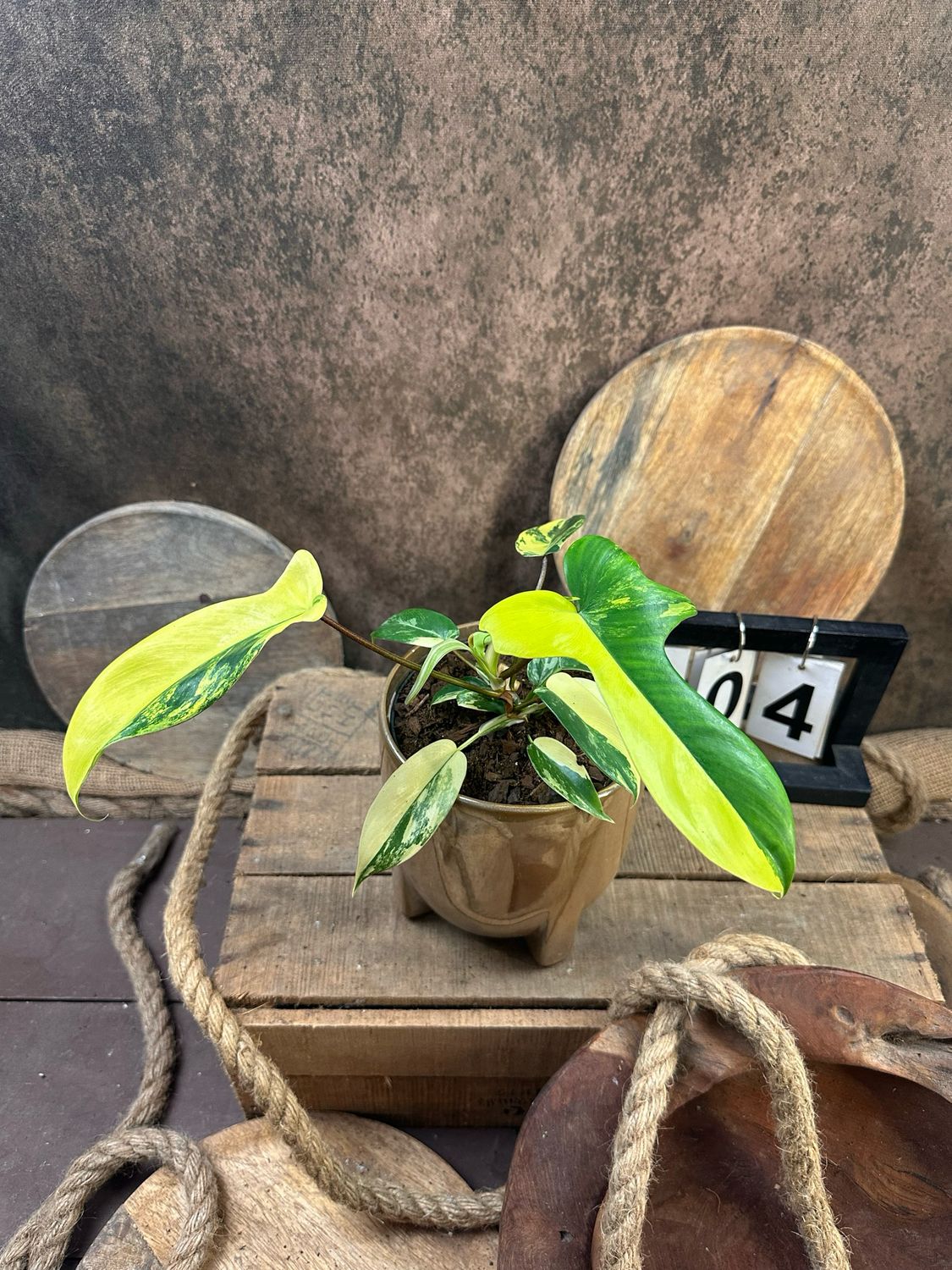 Philodendron Florida Beauty #M4