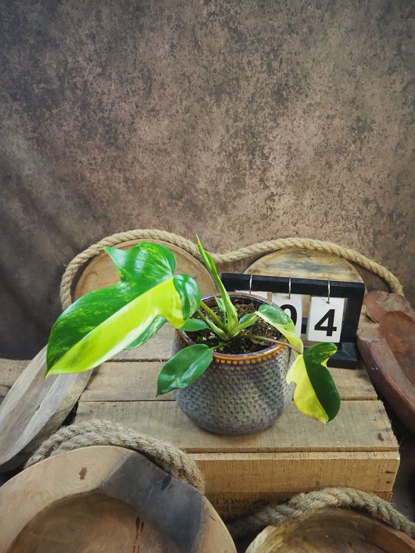 Philodendron Florida Beauty #M4