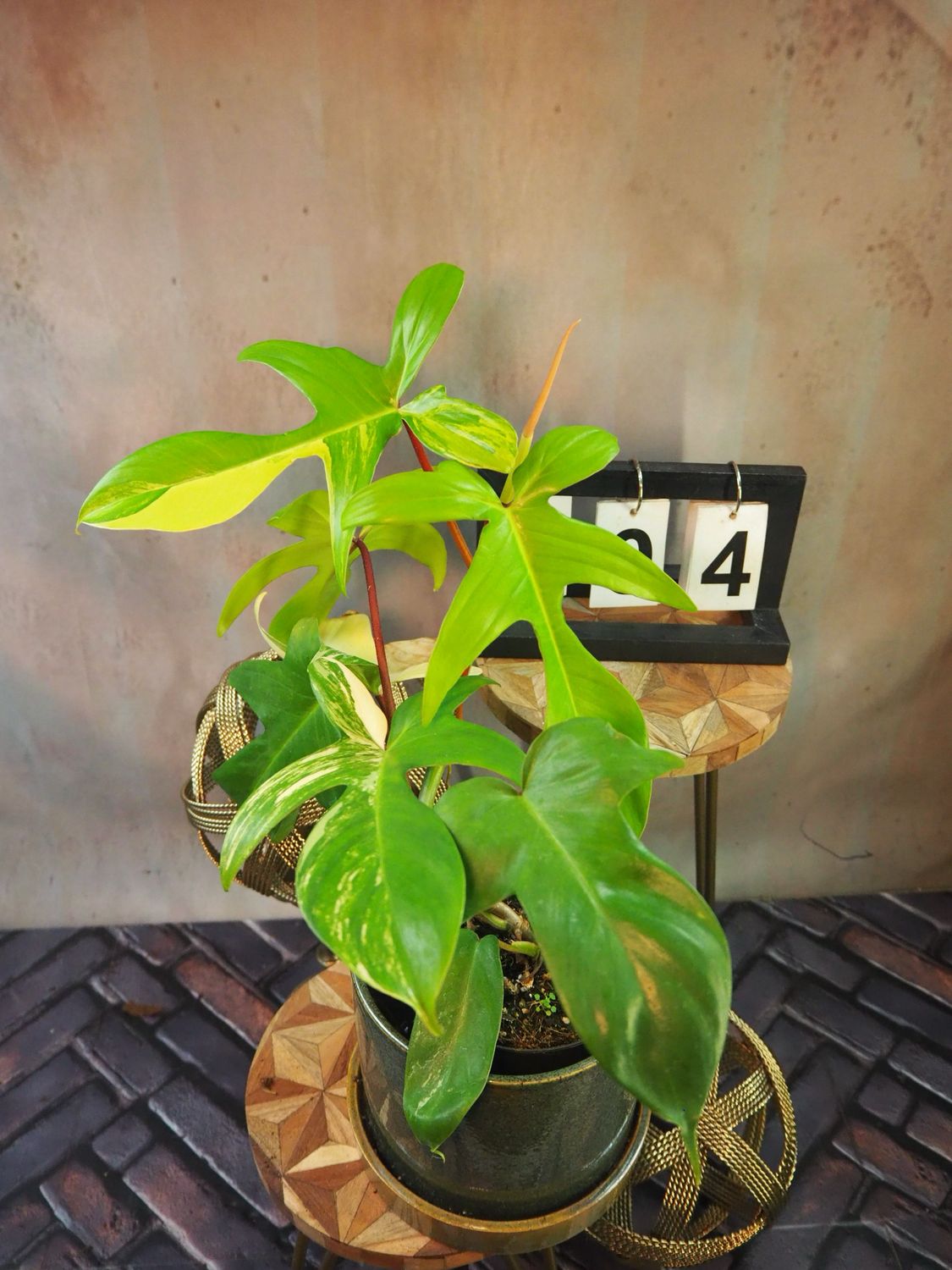 Philodendron Florida Beauty #M4 Philodendron Florida Beauty #M4