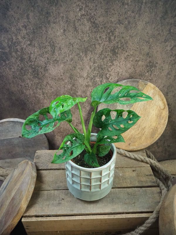 Monstera Adansonii Mint
