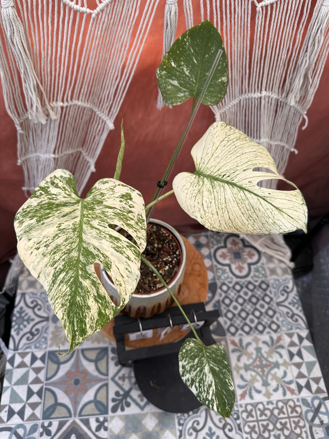 Monstera Deliciosa White Monster #2