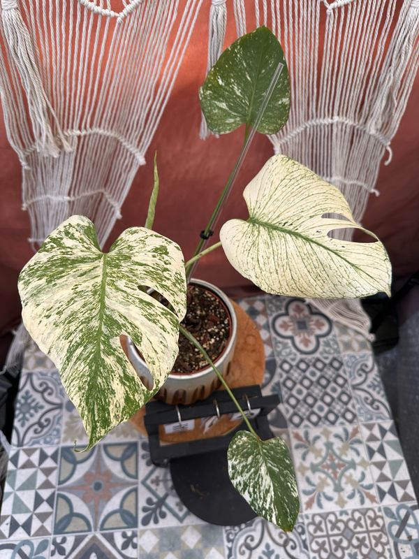 Monstera Deliciosa White Monster #2