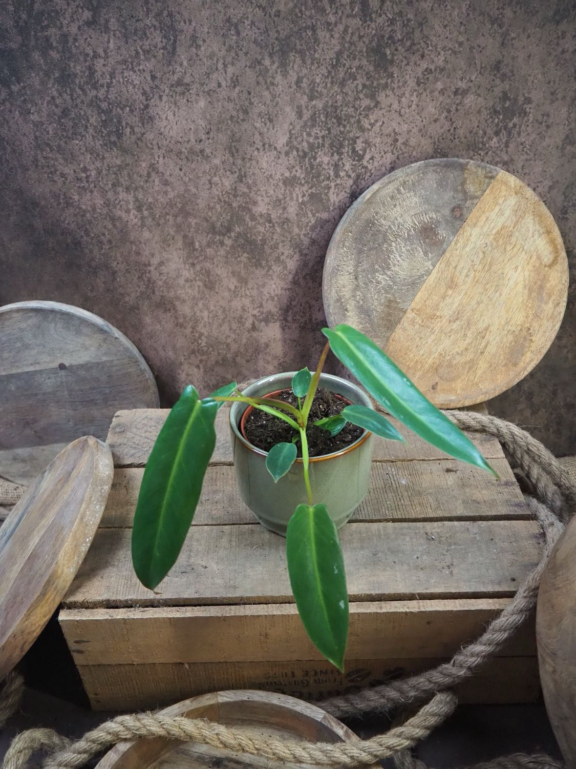 Philodendron Spiritus Sancti Philodendron Spiritus Sancti