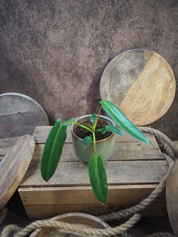 Philodendron Spiritus Sancti