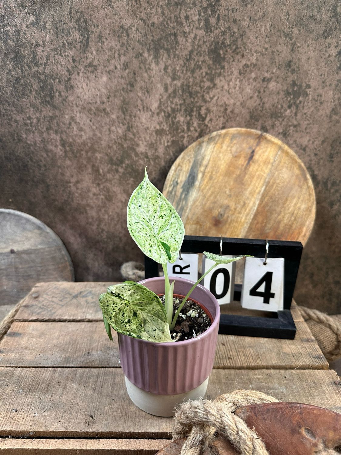 Alocasia Dragon Scale Mint Variegata #4