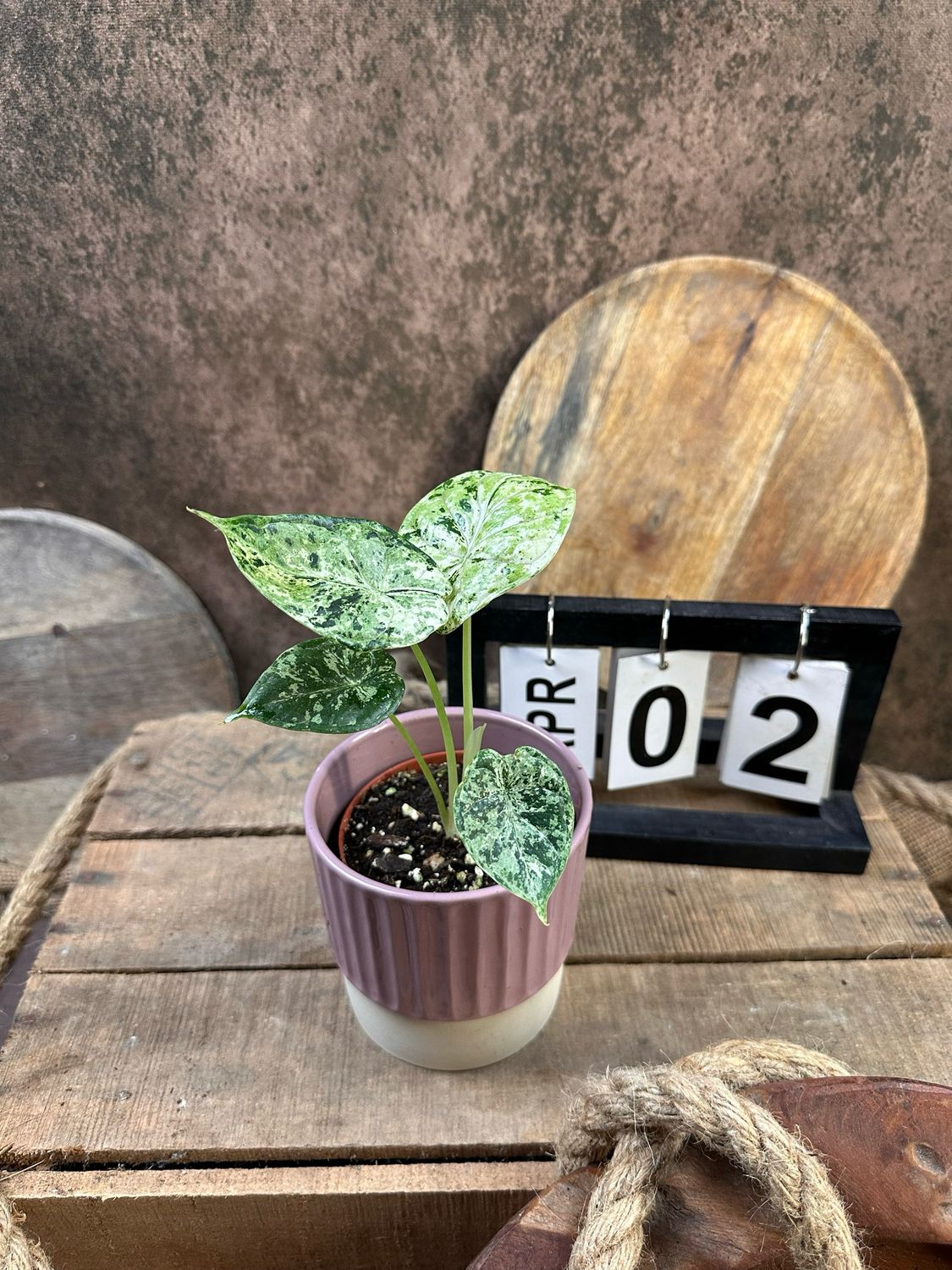 Alocasia Dragon Scale Mint Variegata #2