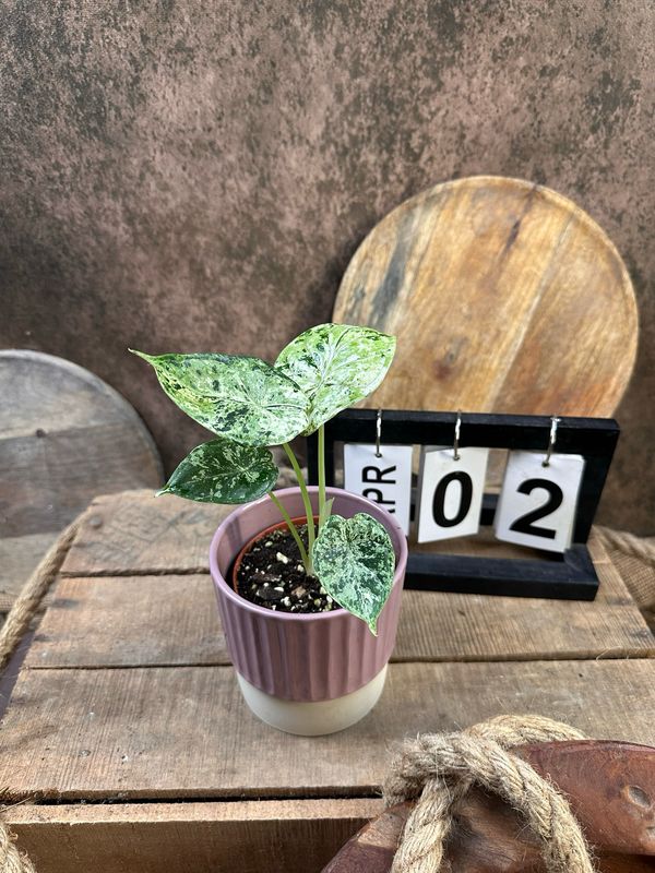 Alocasia Dragon Scale Mint Variegata #2 Alocasia Dragon Scale Mint Variegata #2