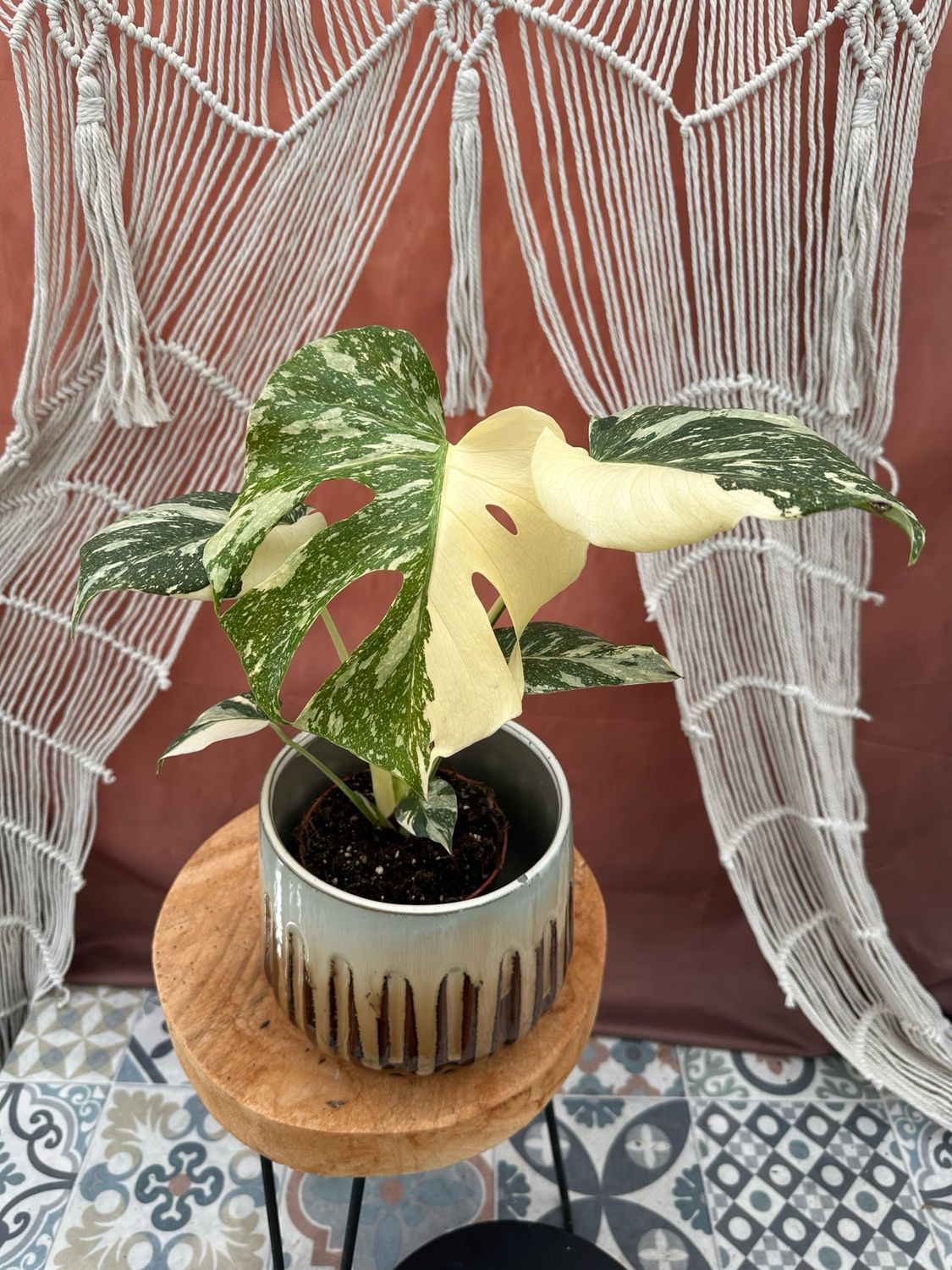 Monstera „Creme Brulee“ #3