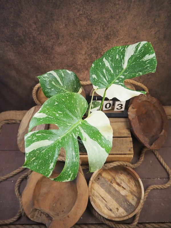 Monstera „Creme Brulee“ #3