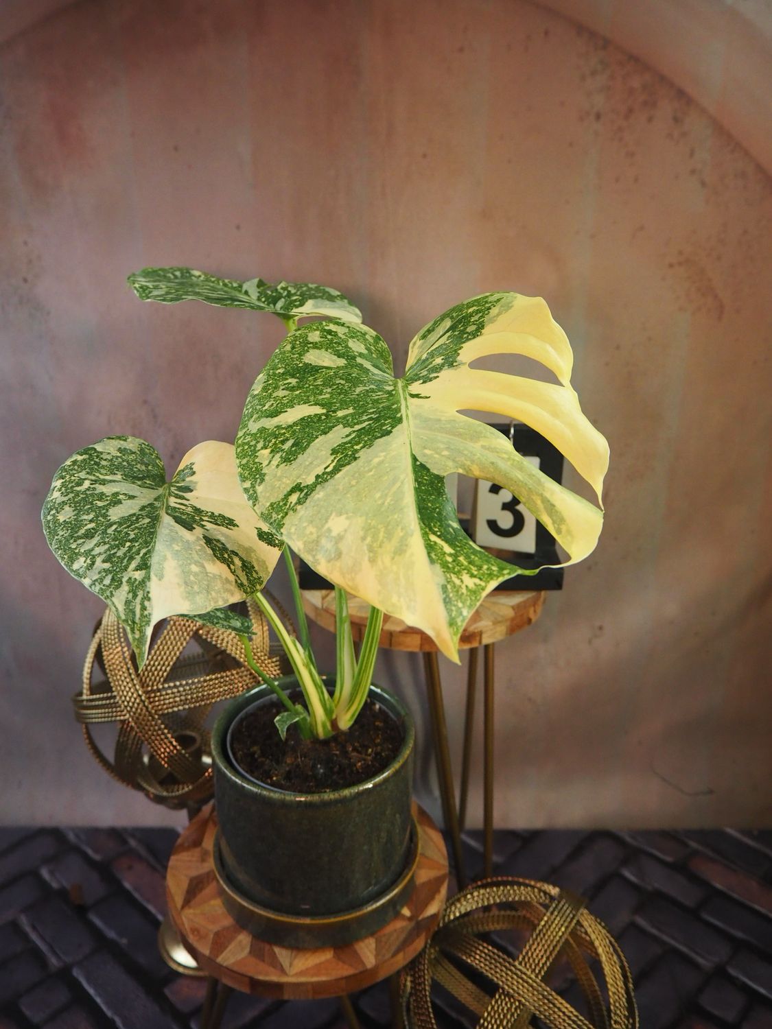 Monstera „Creme Brulee“ #3