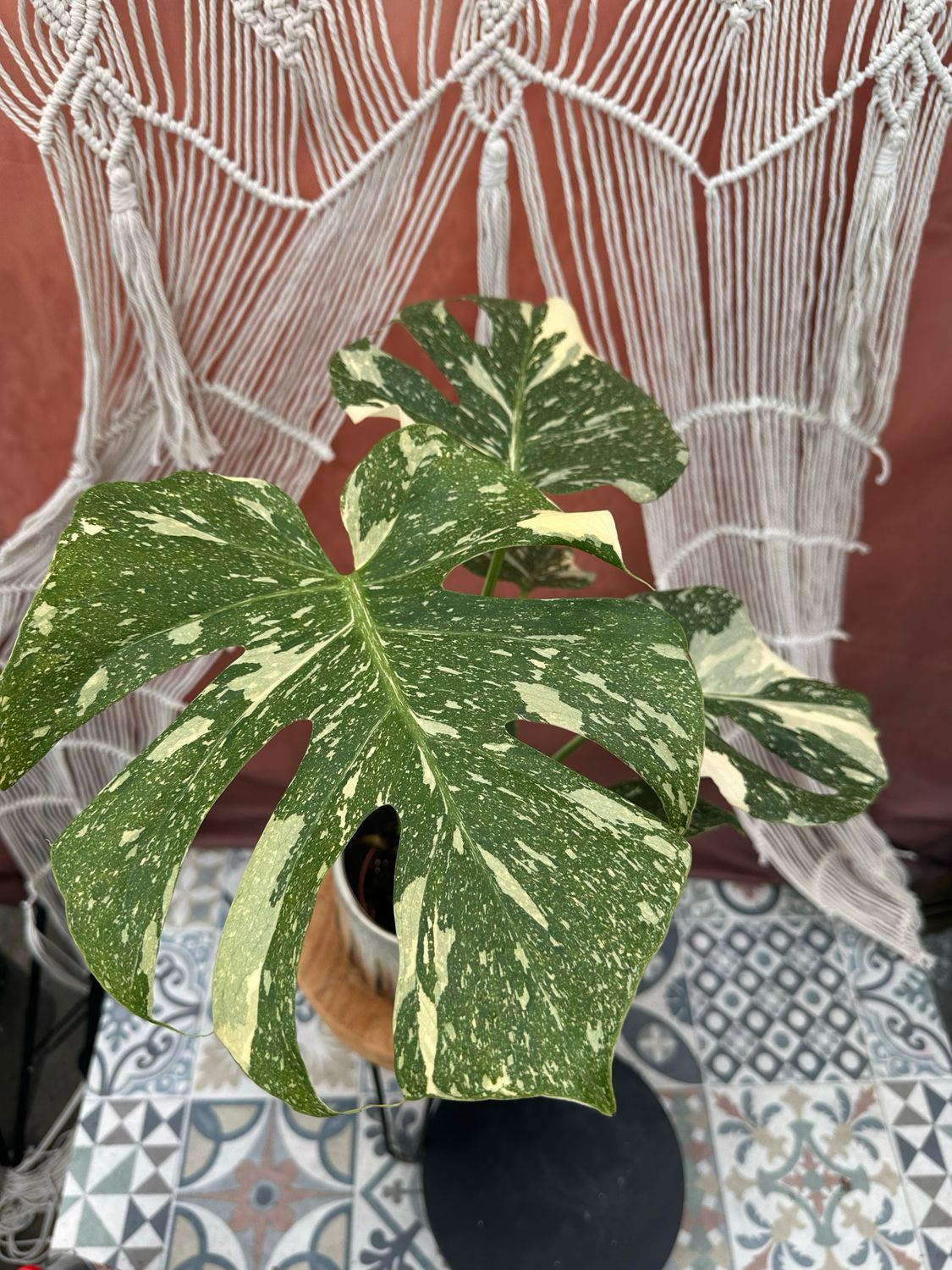 Monstera „Creme Brulee“ #1