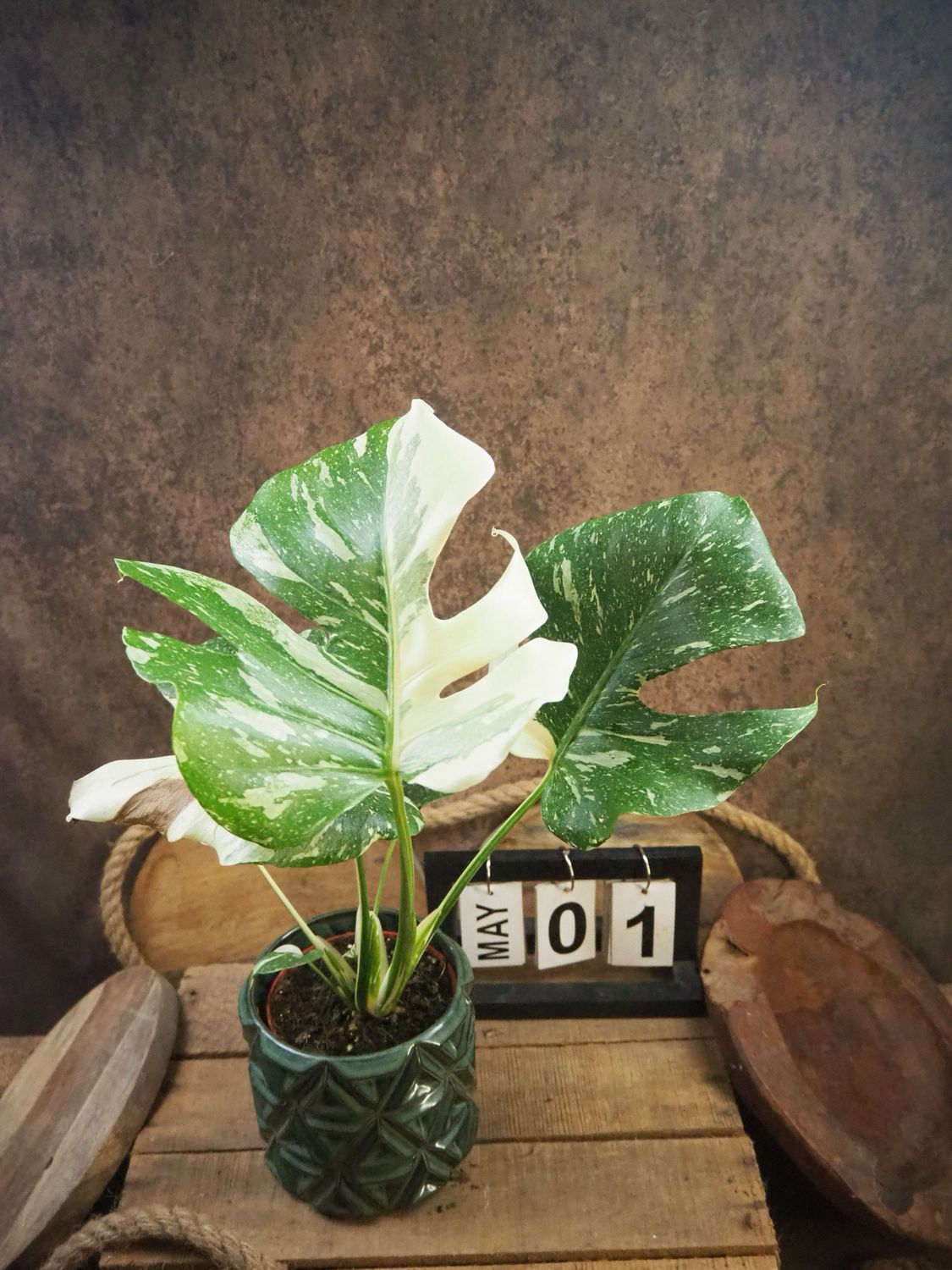 Monstera „Creme Brulee“ #1