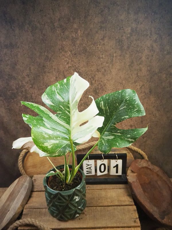 Monstera „Creme Brulee“ #1