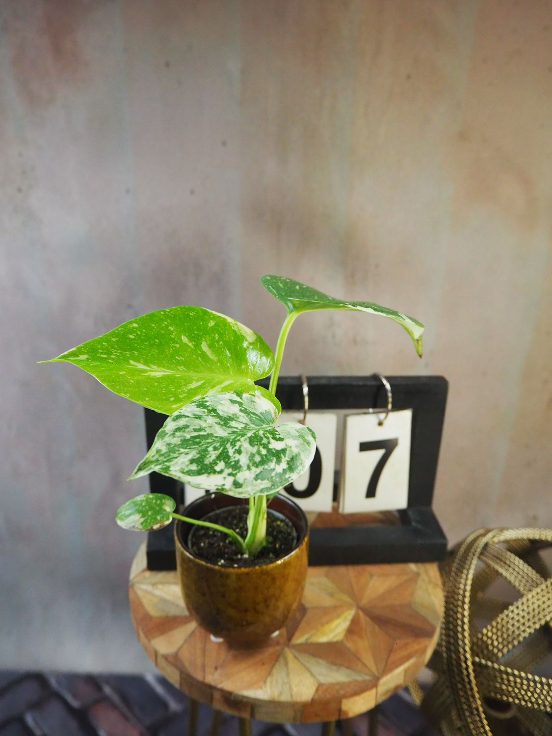 Monstera „Creme Brulee“ #S7 Monstera „Creme Brulee“ #S7