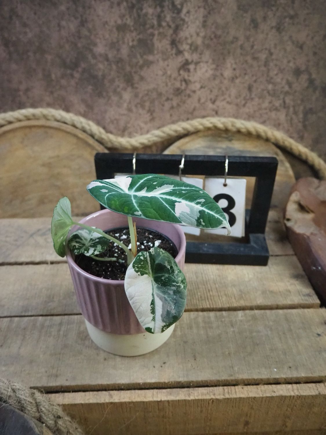 Alocasia Black Velvet Pink Variegata #3 Alocasia Black Velvet Pink Variegata #3