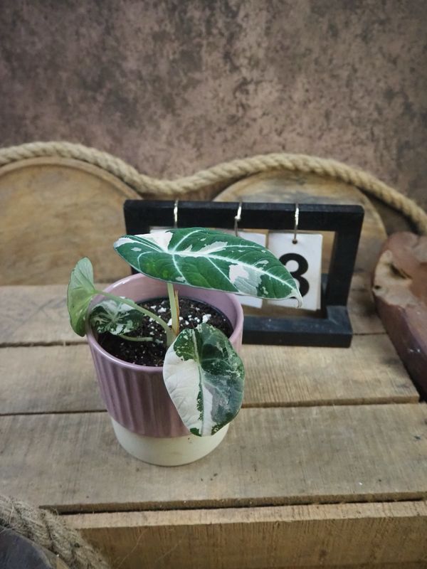 Alocasia Black Velvet Pink Variegata #3 Alocasia Black Velvet Pink Variegata #3