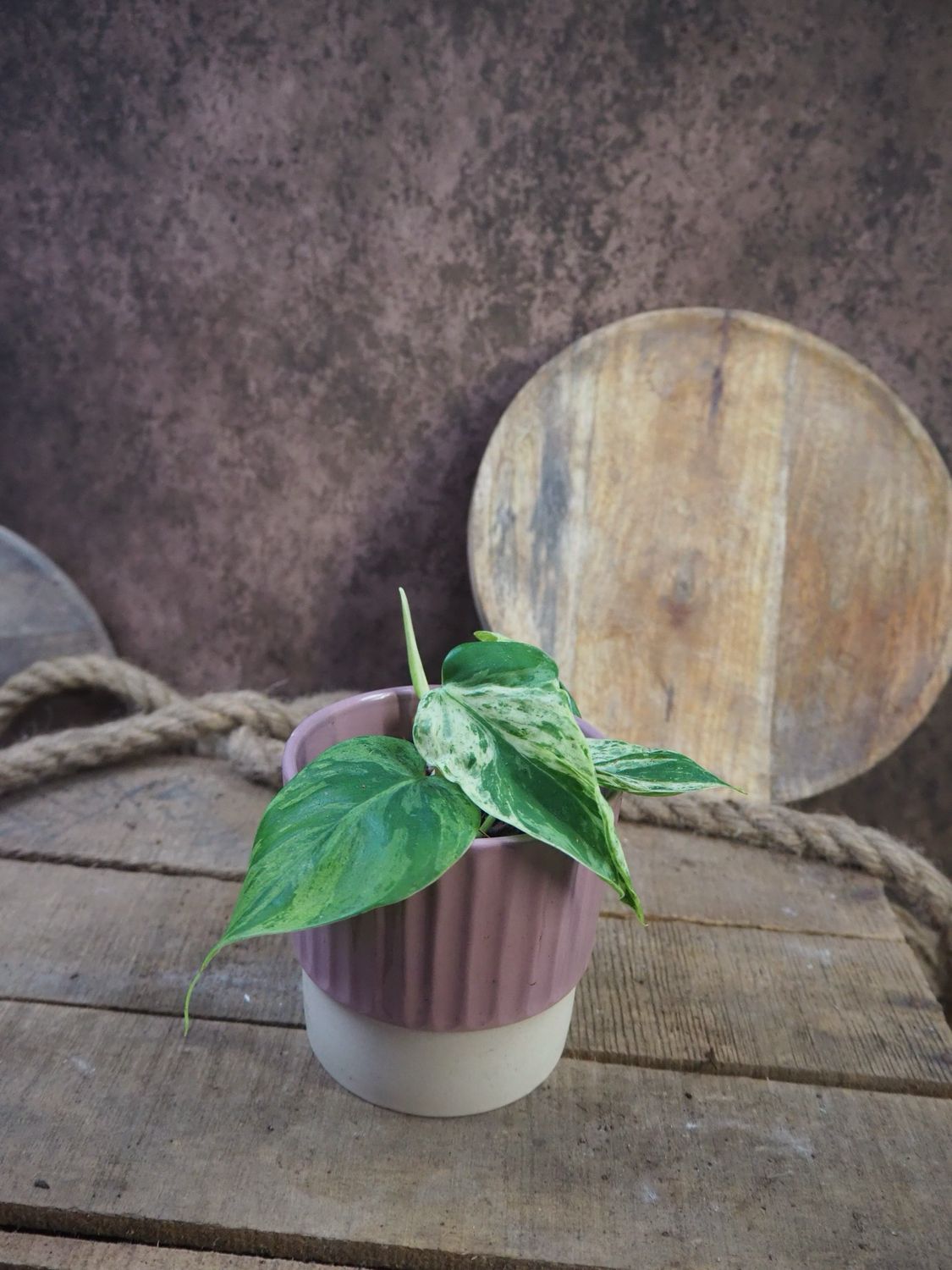 Philodendron hederacerum / Scandens Variegata