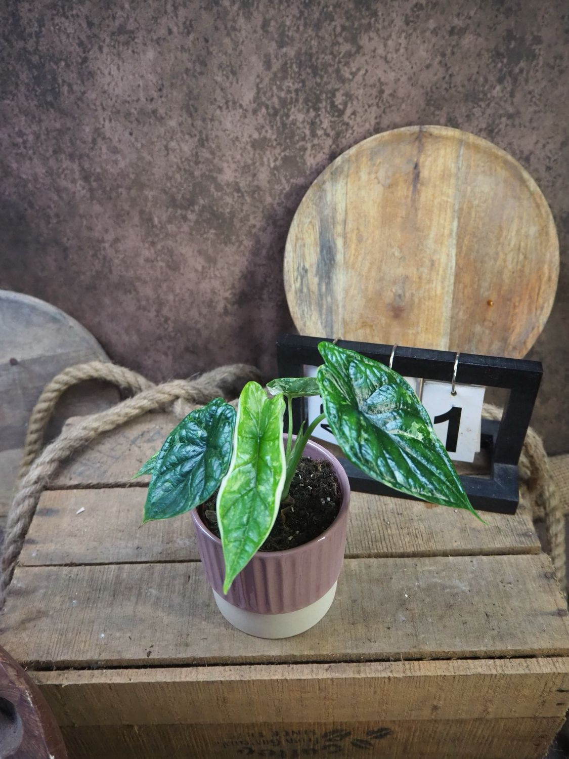 Alocaisa Dragon Scale Variegata #1