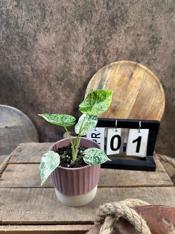 Alocasia Dragon Scale Mint Variegata #1 Alocasia Dragon Scale Mint Variegata #1