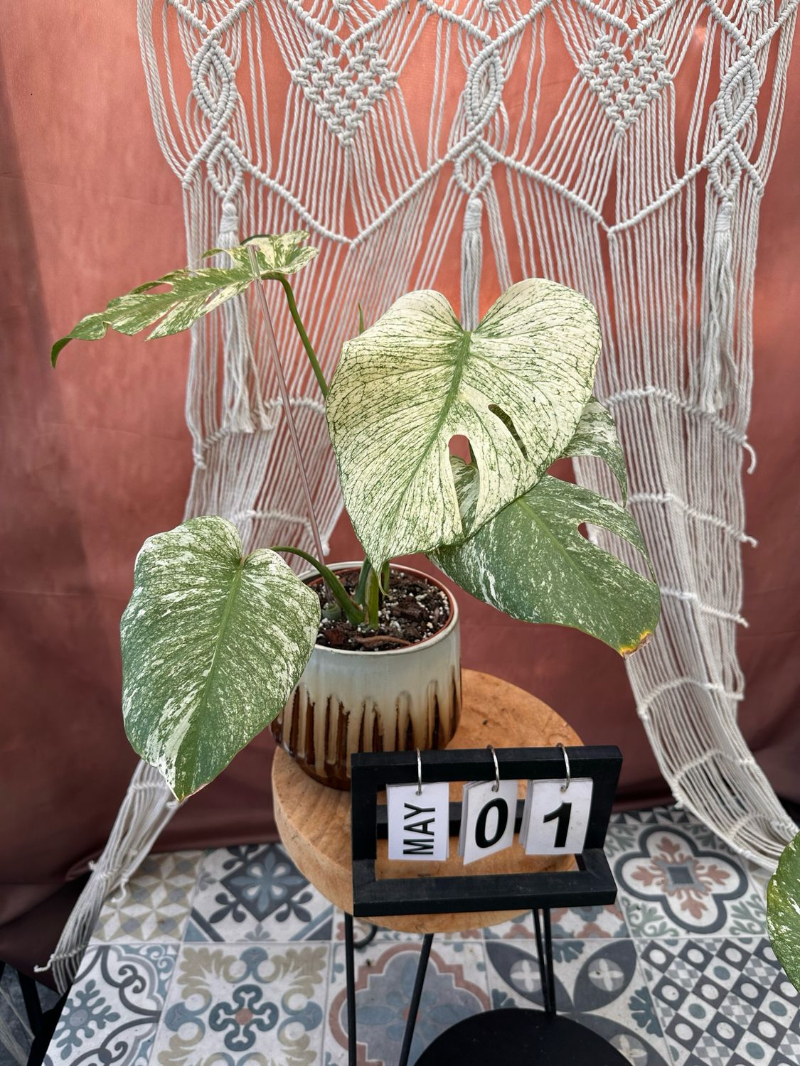Monstera Deliciosa White Monster #1