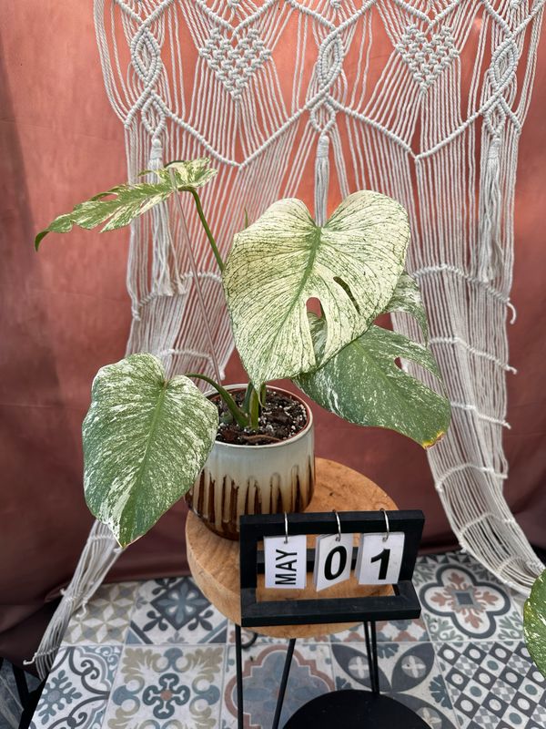 Monstera Deliciosa White Monster #1