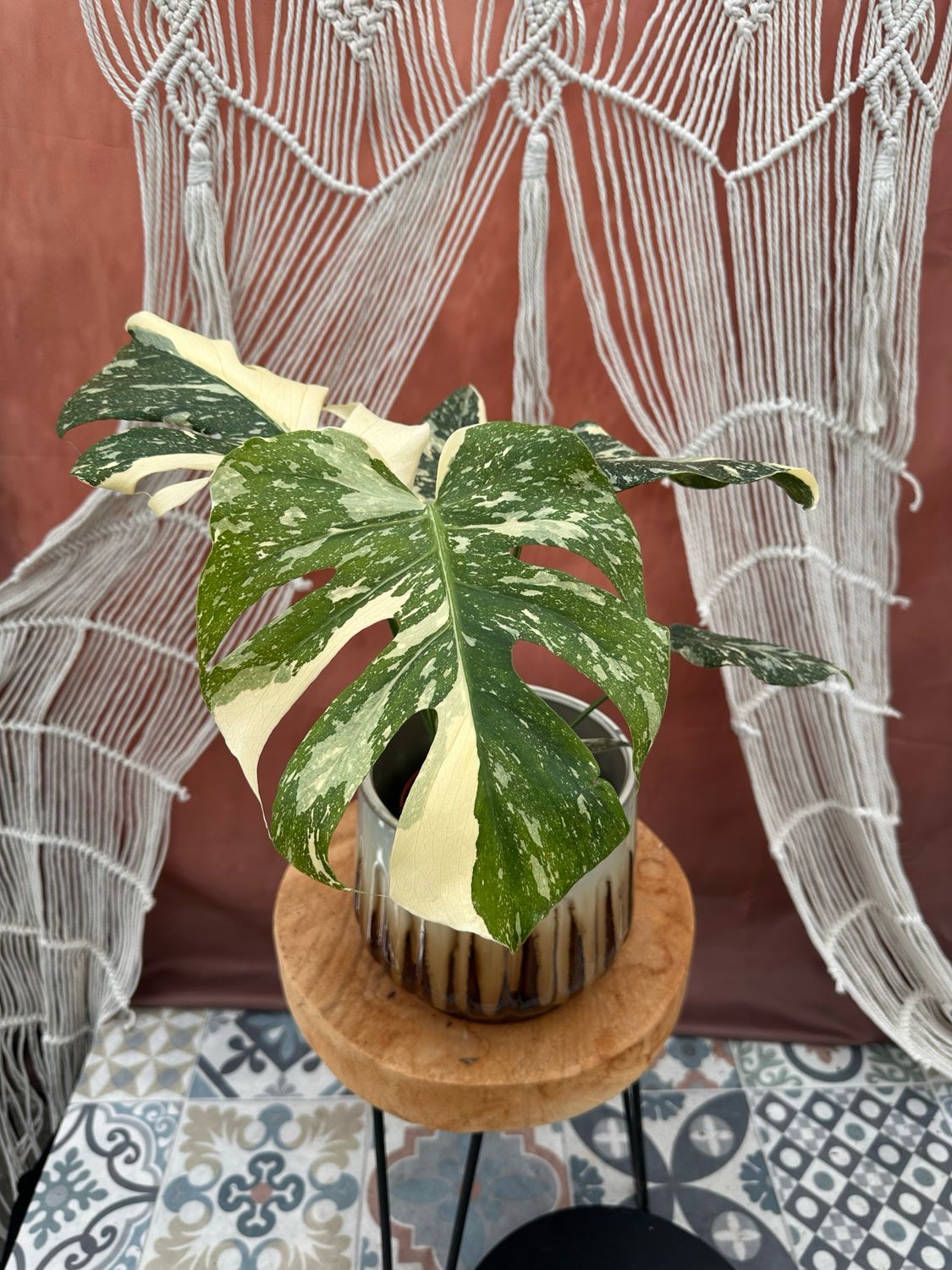 Monstera „Creme Brulee“ #2