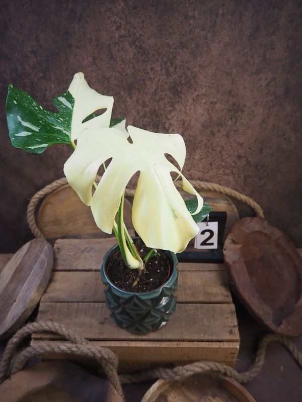 Monstera „Creme Brulee“ #2