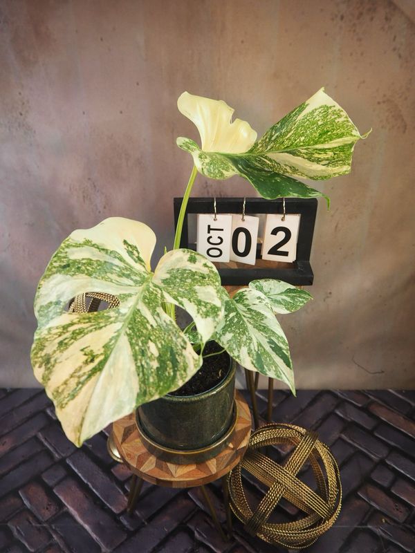 Monstera „Creme Brulee“ #2 Monstera „Creme Brulee“ #2