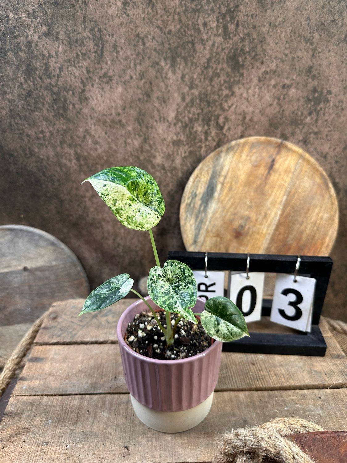 Alocasia Dragon Scale Mint Variegata #3