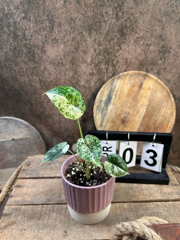 Alocasia Dragon Scale Mint Variegata #3 Alocasia Dragon Scale Mint Variegata #3