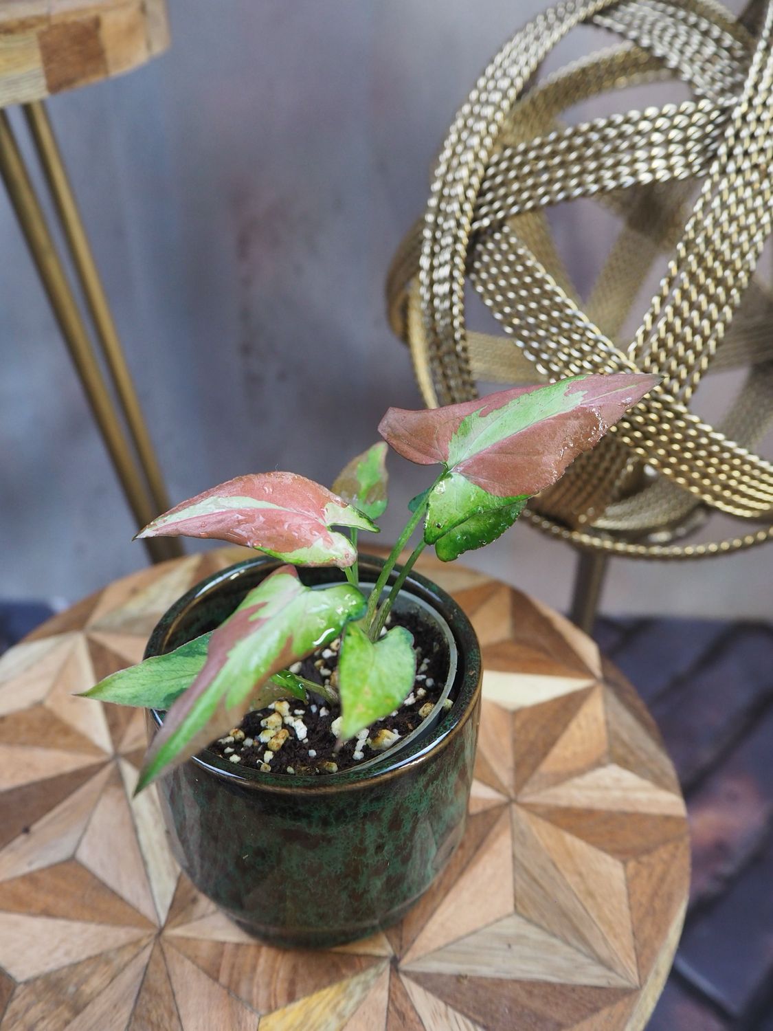 Syngonium Orm Nagpum Syngonium Orm Nagpum