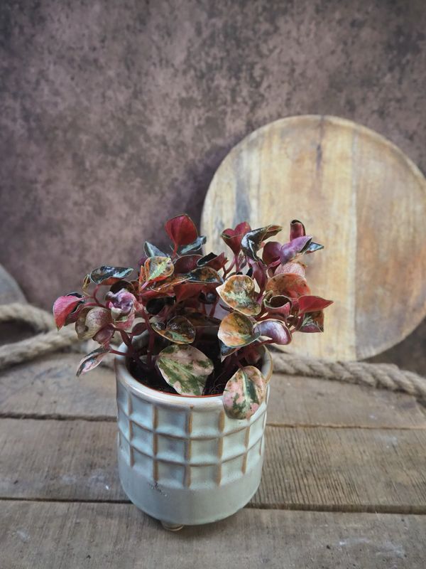 Peperomia Creme Brulee