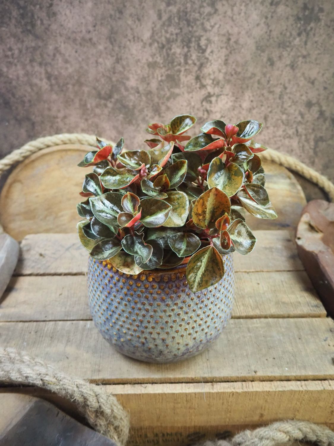 Peperomia Creme Brulee