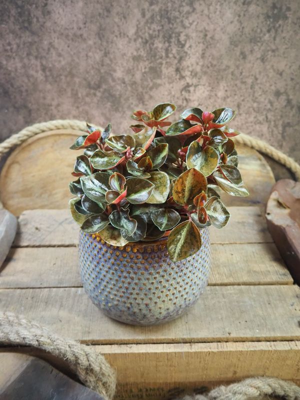 Peperomia Creme Brulee Peperomia Creme Brulee
