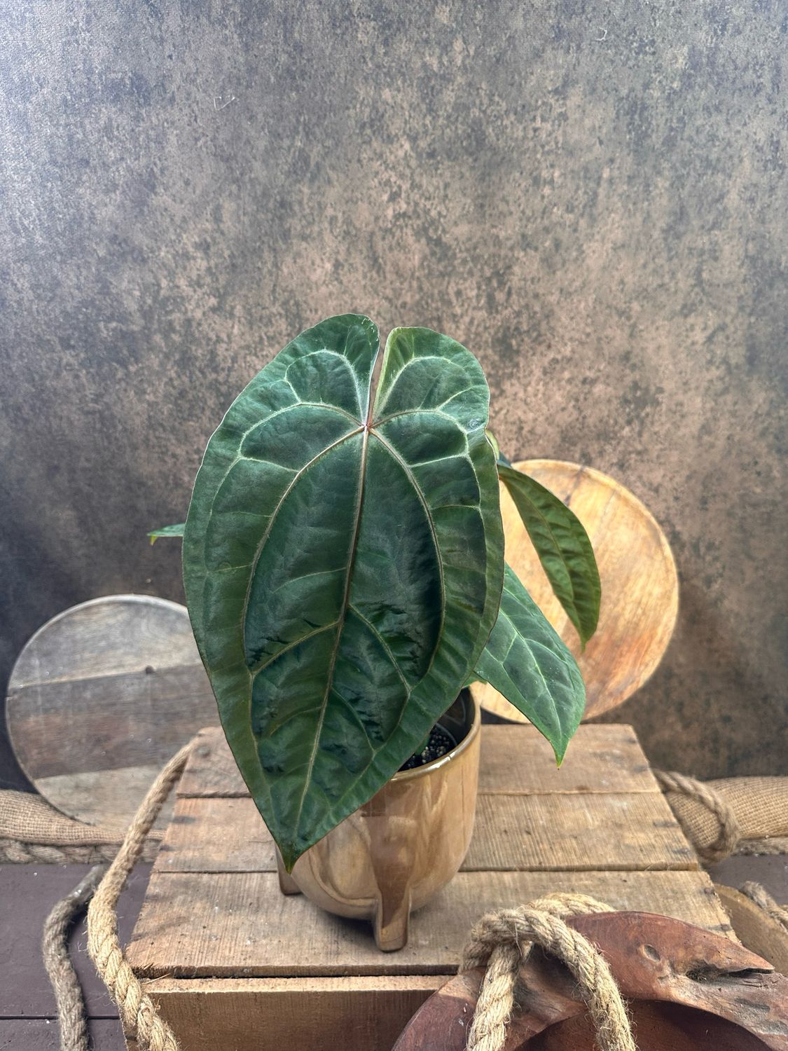 Anthurium Dark Phoenix