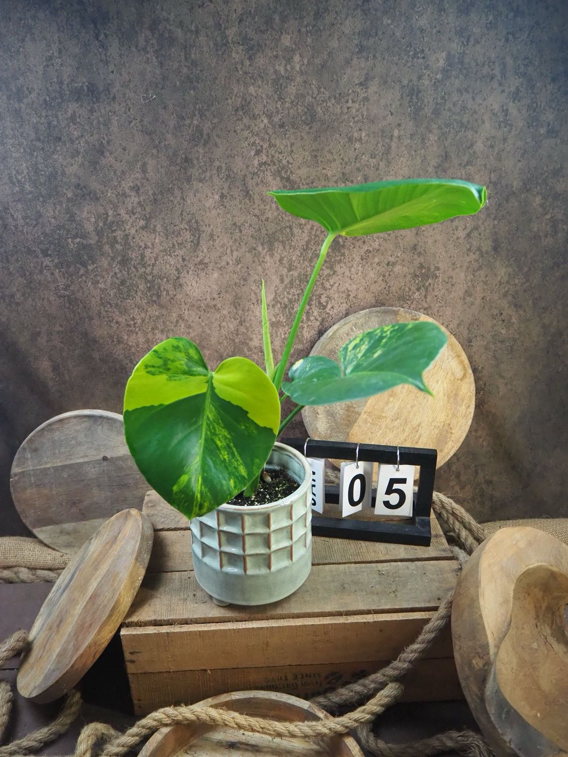 Monstera Deliciosa Aurea Variegata #5